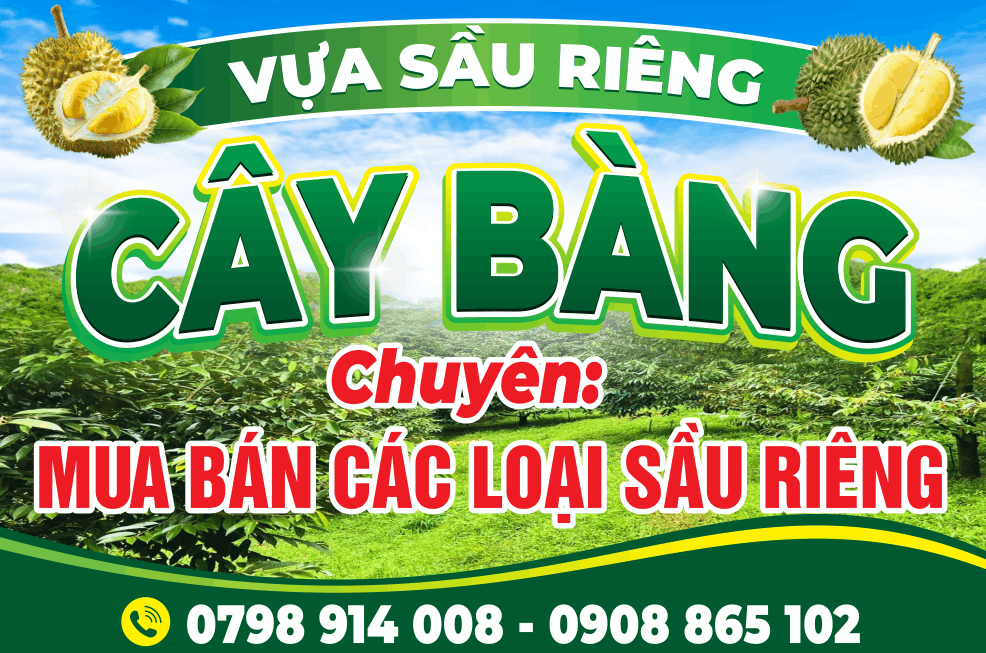19545 vua sau rieng cay bang.png