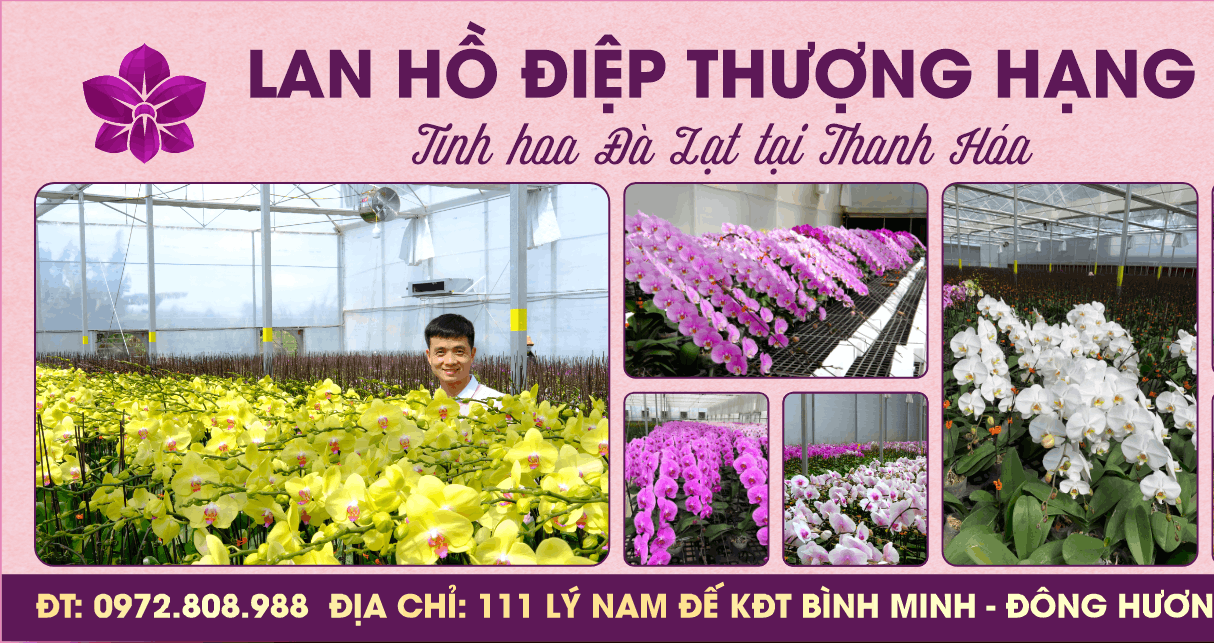 373 lan ho diep thuong hang tinh hoa da lat tai thanh hoa 3.png