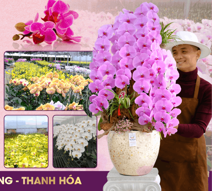 373 lan ho diep thuong hang tinh hoa da lat tai thanh hoa 4.png