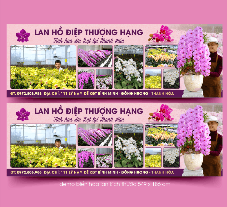 Hình ảnh Lan Hồ Điệp thượng hạng mẫu