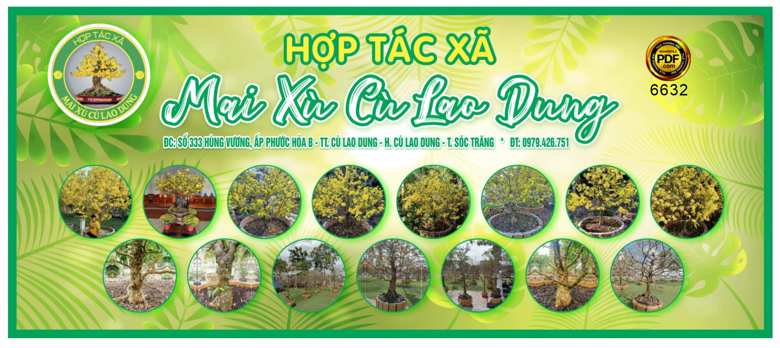 Banner facebook cây cảnh Mai Xù Cù Lao Dung