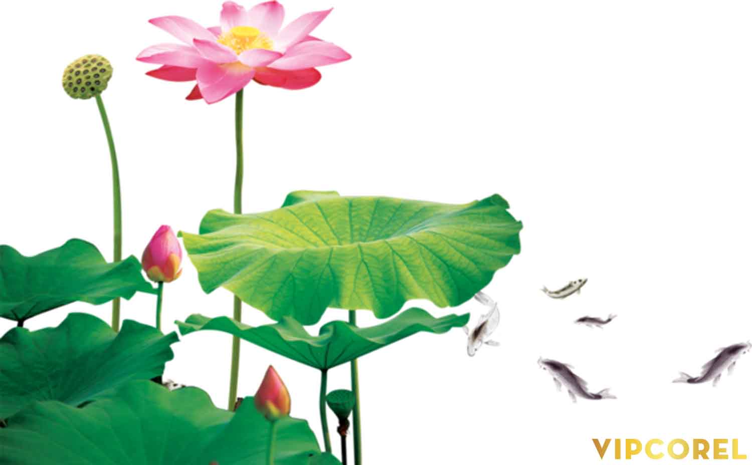 VIPcorel.com anh hoa sen tach nen file PNG (28).jpg