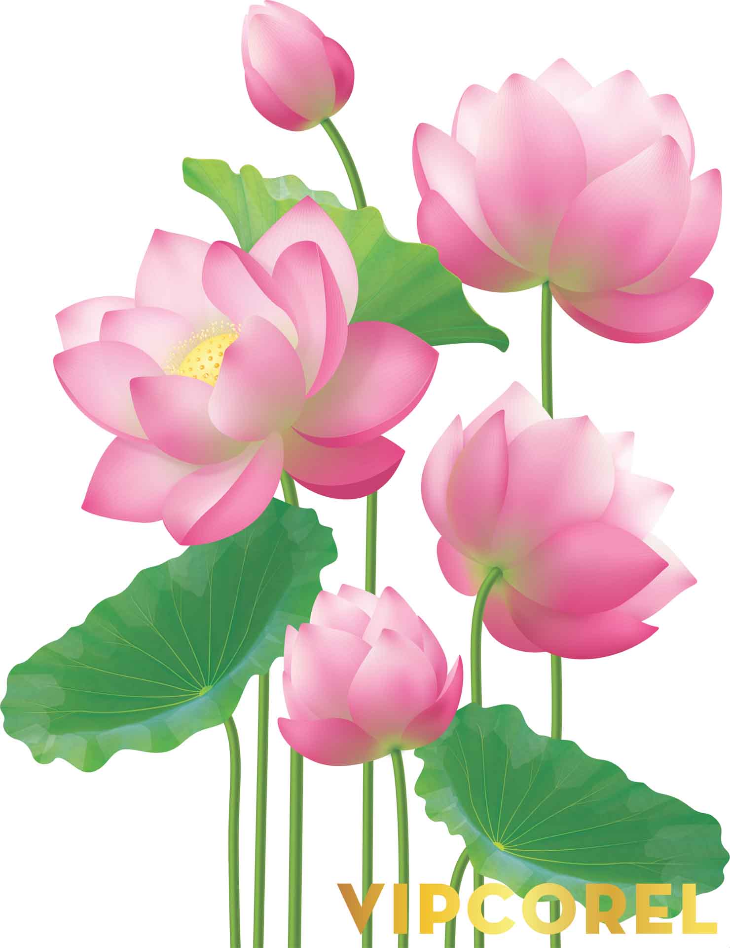 VIPcorel.com anh hoa sen tach nen file PNG (44).jpg
