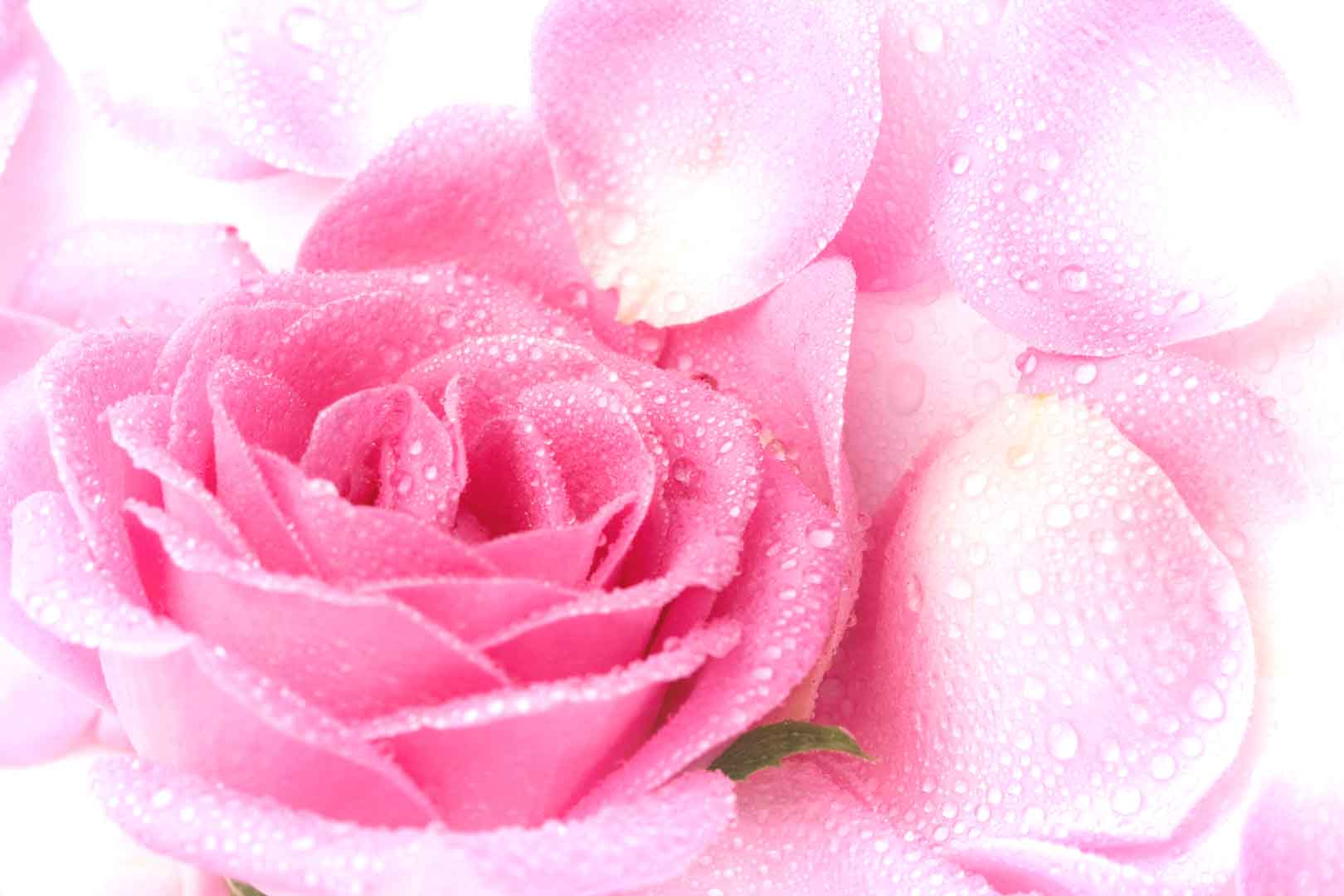 VIPcorel.com_10482.jpg