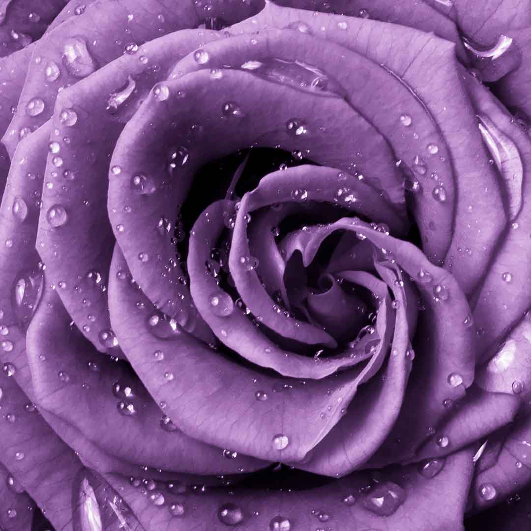 VIPcorel.com_10500.jpg