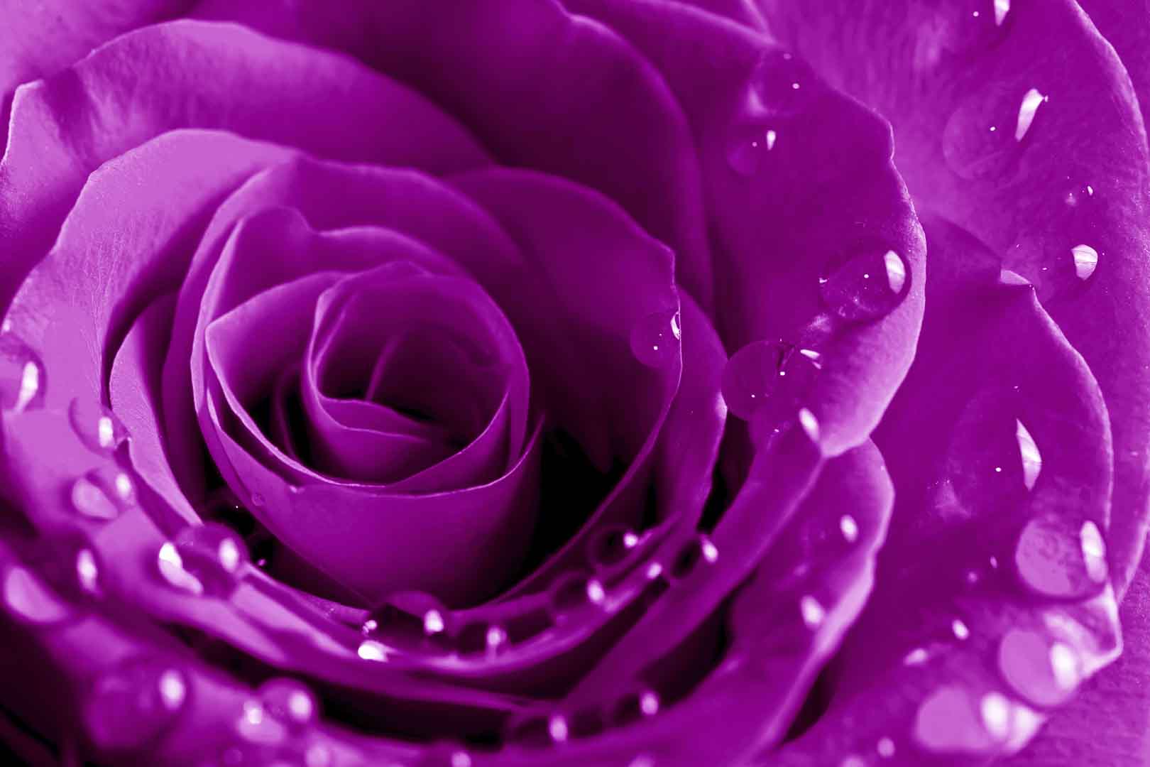 VIPcorel.com_10505.jpg