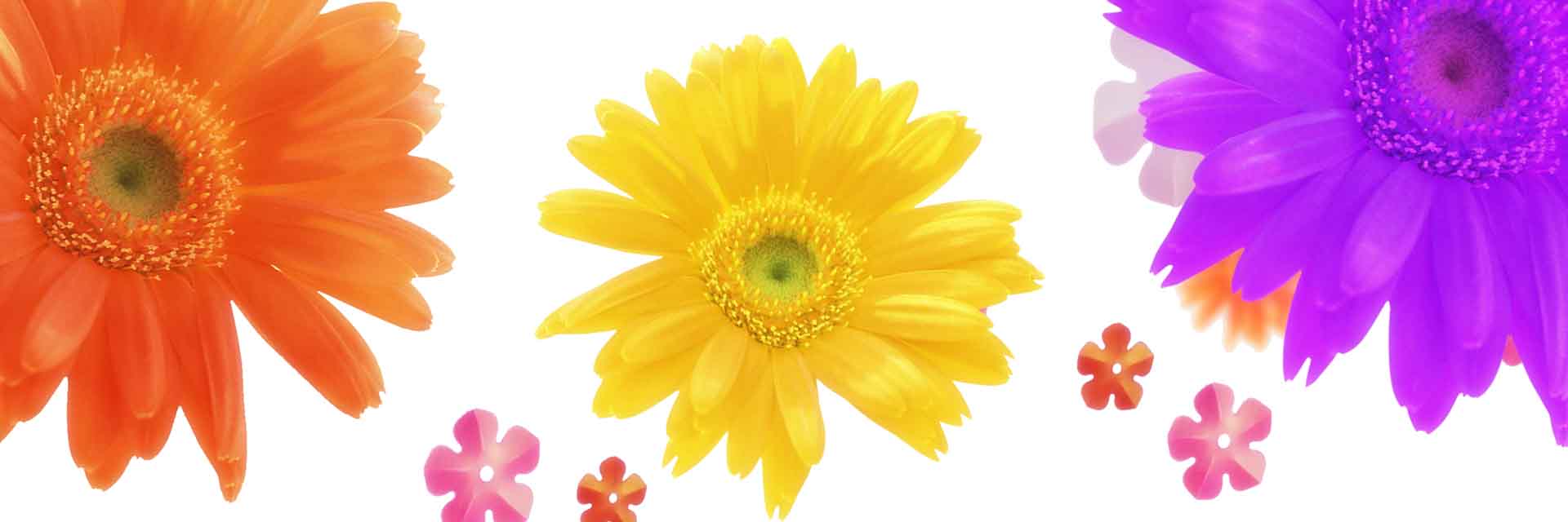 VIPcorel.com_11633a.jpg