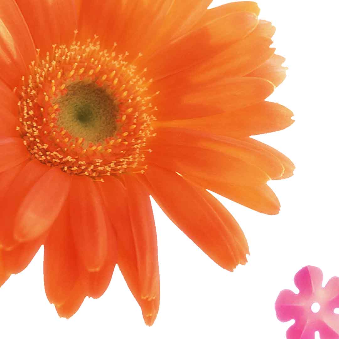 VIPcorel.com_11633b.jpg