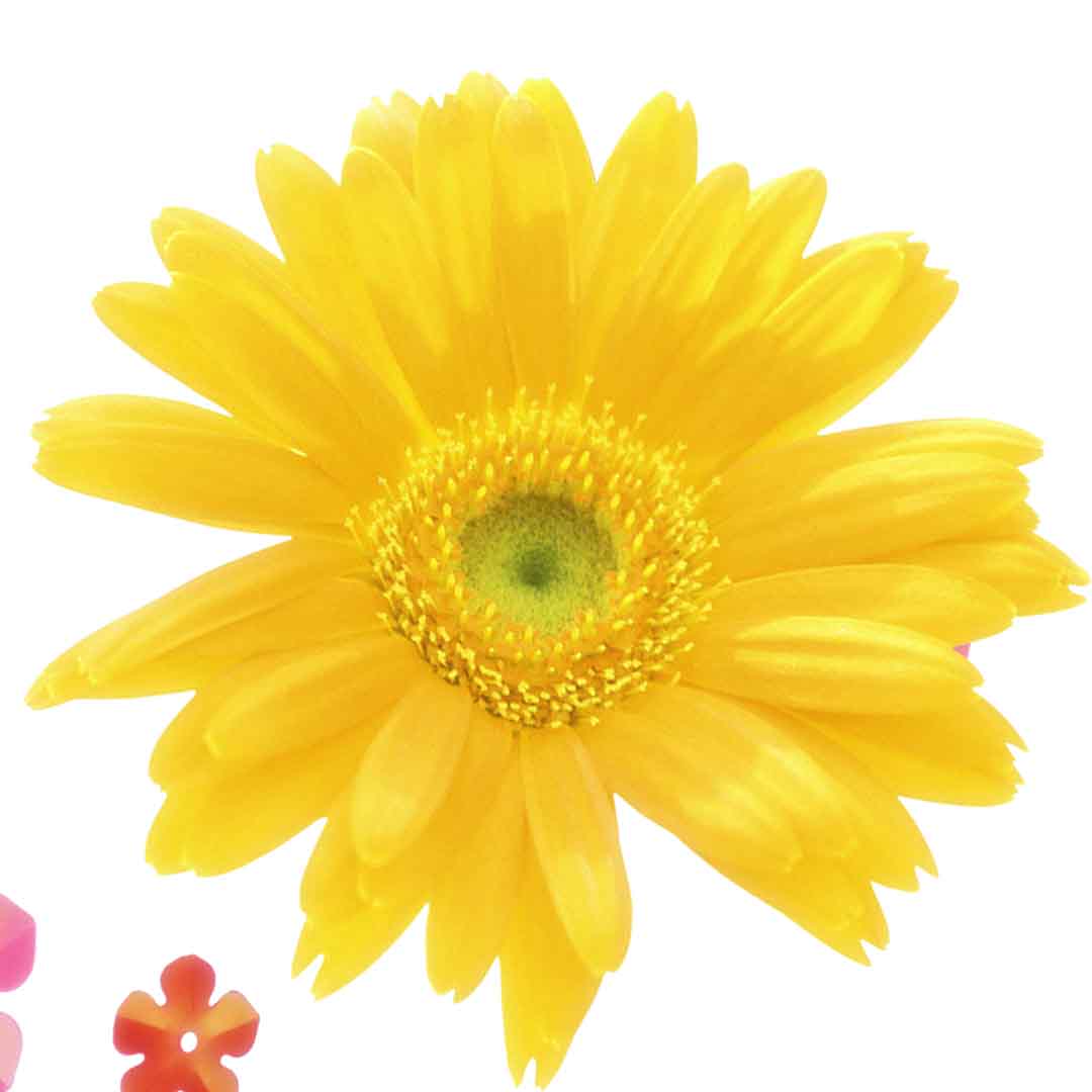 VIPcorel.com_11633c.jpg