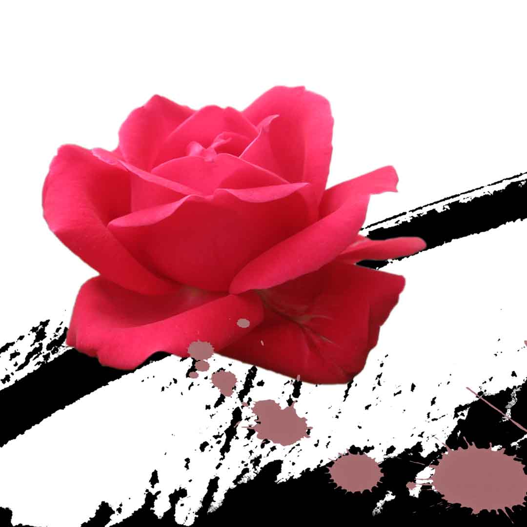 VIPcorel.com_11684b.jpg