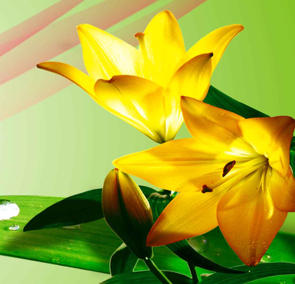 VIPcorel.com_11711b.jpg