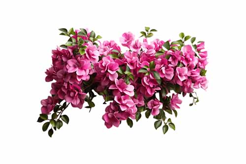 vipcorel.com_15966 (10).jpg