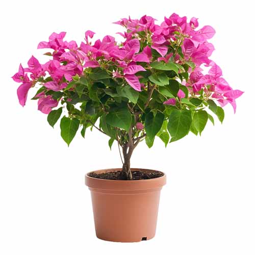 vipcorel.com_15966 (23).jpg