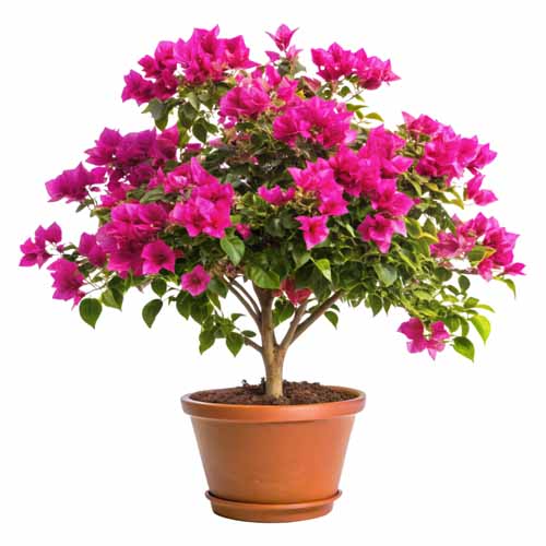 vipcorel.com_15966 (33).jpg