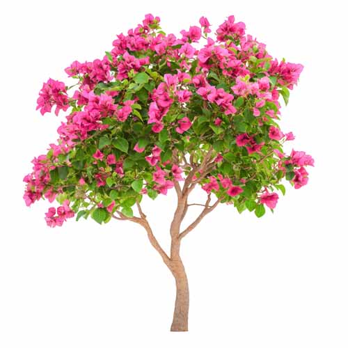 vipcorel.com_15966 (83).jpg