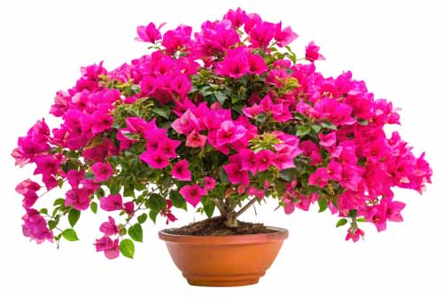 vipcorel.com_15966 (87).jpg