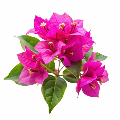 vipcorel.com_15966 (92).jpg