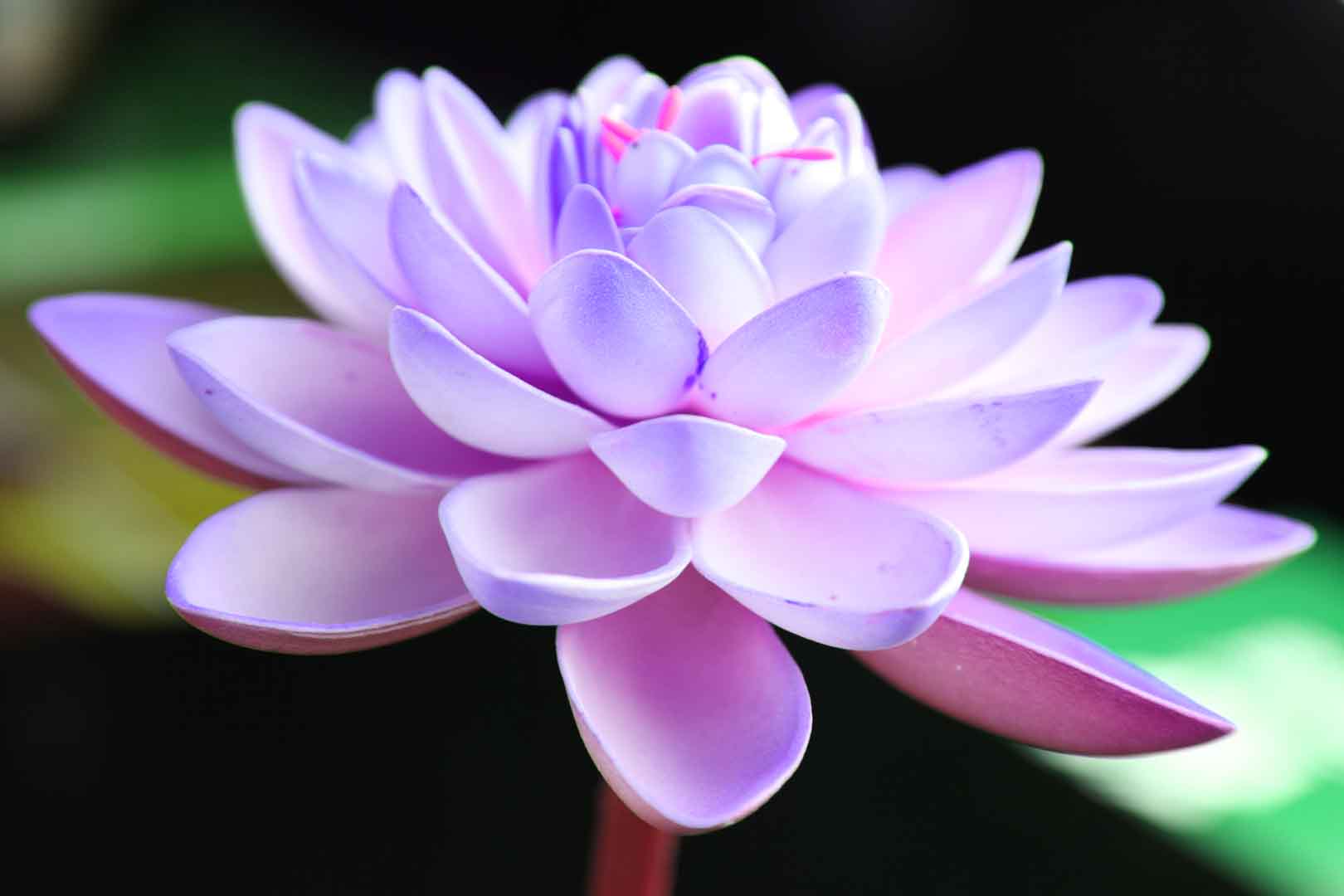 VIPcorel.com_WM-128 (300x200).jpg