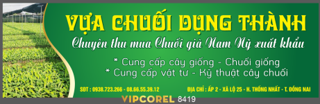 Biển QC Vựa chuối Dụng Thành file corel