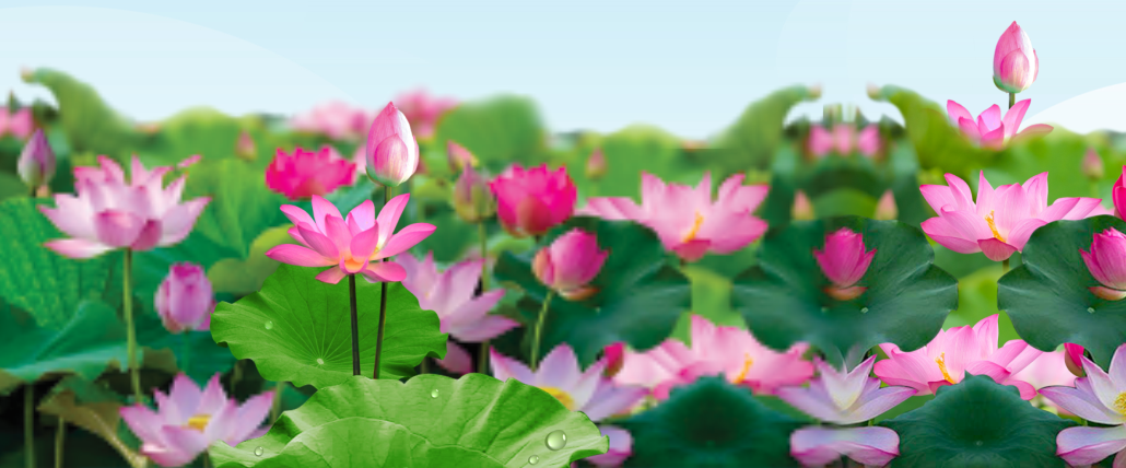 Background phông nền hoa sen vector file corel