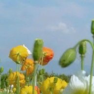 Dương Nguyễn Thị Nga